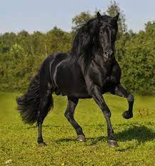 Ben: Andalusian - wide chest, stately appearance, graceful, agile, moves quickly and accurately