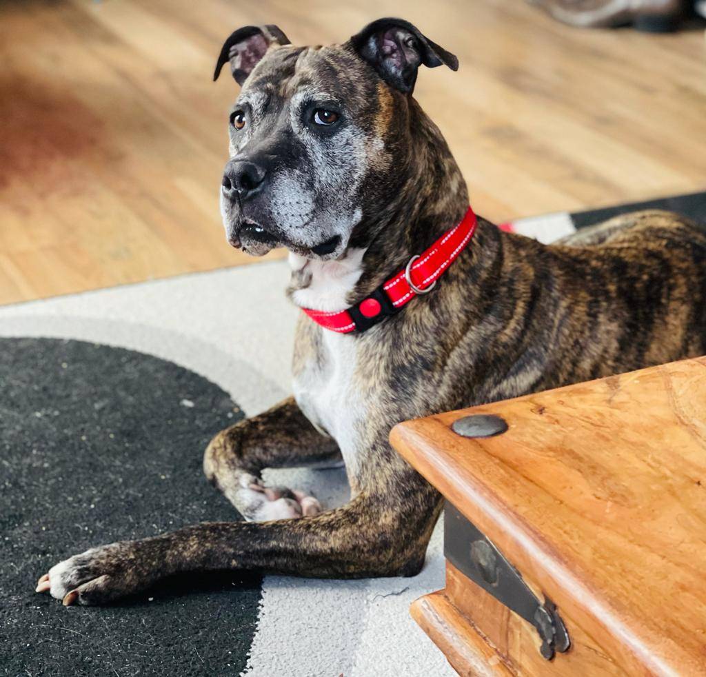 🐾Did you get my best side?🐾

The lovely Ruby posed for this excellent shot this morning and we just had to share it! 
It won't be long before Ruby starts looking for her forever home, keep an eye out for her on our website! 😍