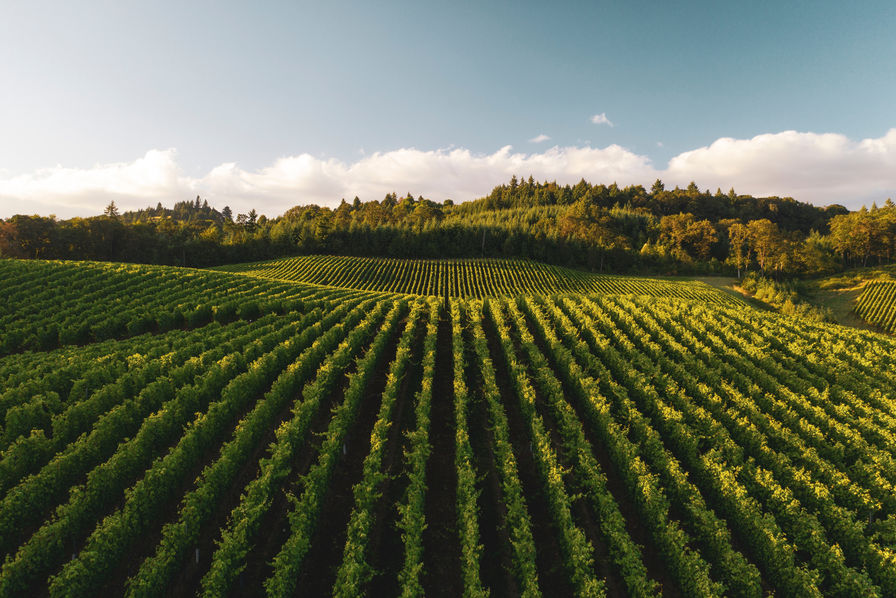 L'AGRICULTURE FRANÇAISE MENACÉE DE DISPARITION ?Depuis plusieurs années, notre agriculture connaît des difficultés croissantes. Hier puissance agricole majeure, la France sera-t-elle demain incapable de nourrir seule sa population ?On fait le point dans ce THREAD À DÉROULER.