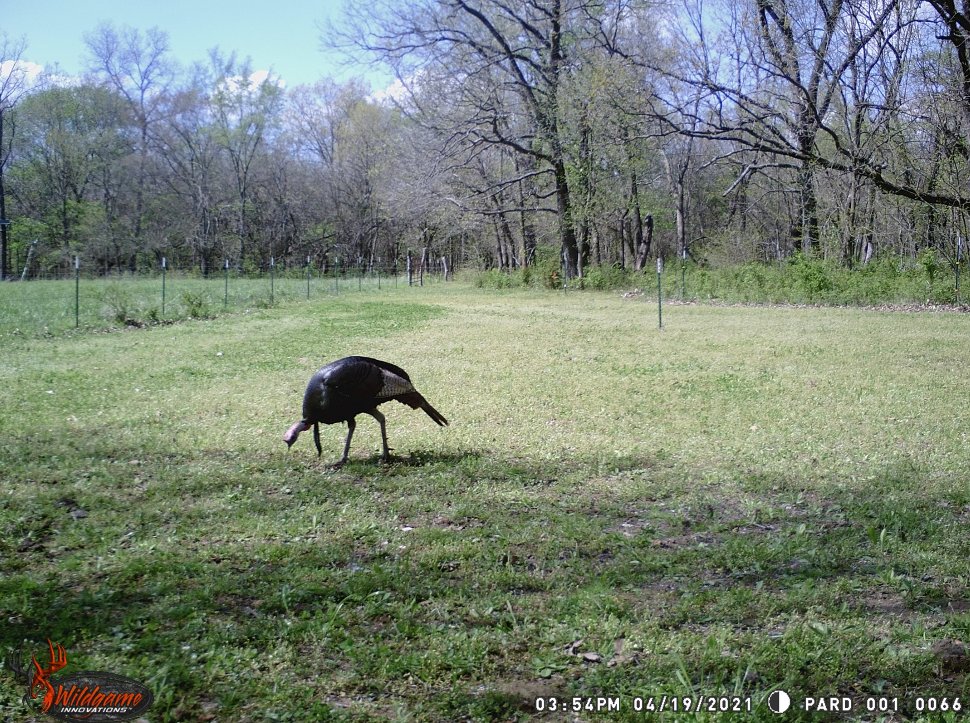 Food plot strutter! Who else is scouting for spring? #WildgameInnovations #WildgameTrailCam