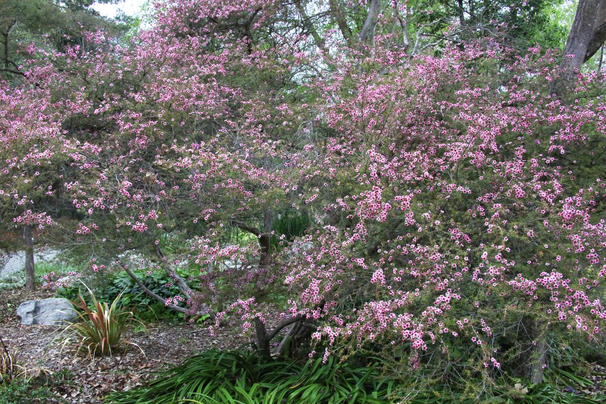 DescansoGardens's tweet photo. There's a slice of #NewZealand blooming in the #RoseGarden 🇳🇿 Familiar with #manuka honey? It comes from the nectar of manuka, also called #teatrees, like these. You can find it flowering at the edge of the #RoseGarden in the direction of Mulberry Pond 🍯 #ExploreDescanso https://t.co/UDgj6vQ4gP