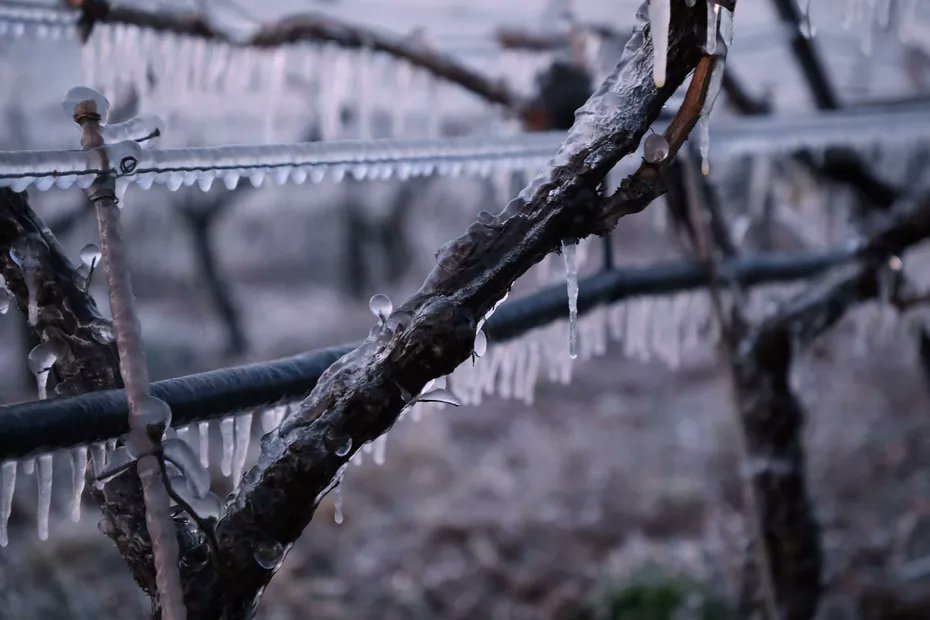 Suite à de récentes gelées tardives, le gouvernement va verser des aides d'urgence à nos agriculteurs. Mais cette situation exceptionnelle n'est que l'arbre qui cache la forêt. Plusieurs tendances montrent que notre modèle agricole est aujourd'hui fondamentalement menacé.