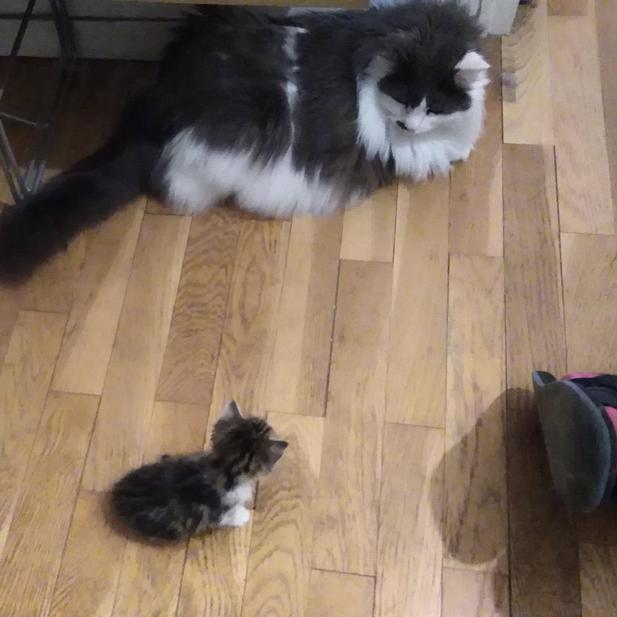 Voluminet's tweet image. JE SUIS PAPA D'ACCEUIL JE SUIS PAPA D'ACCUEIL