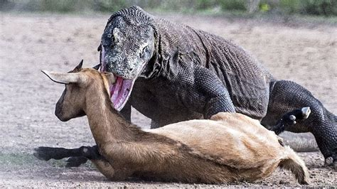 PRNPool's tweet photo. #China moves like the #KomodoDragon & has bitten it's prey the United States & the West. The toxins from the bite (#Covid19) weakens it's prey that inhibit #bloodclots & it plans on eating it's prey during the process of dying! #ChiHaotian #ChinaPlan https://t.co/Aq1EEvGexE https://t.co/Q4ZGuzbjJt
