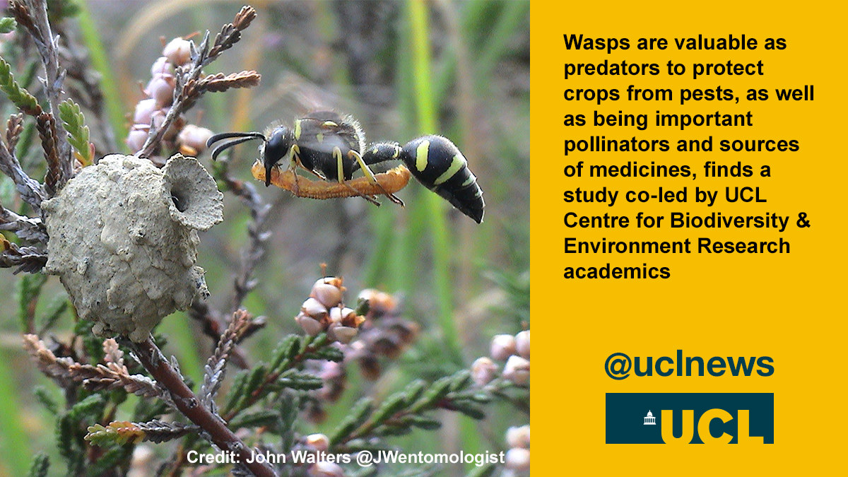 UCL News (@uclnews) on Twitter photo While people love to hate wasps, they could be as valuable as the more beloved bees "if only we gave them more of a chance”: Prof Seirian Sumner <a href="/WaspWoman/">Prof Seirian Sumner</a> <a href="/UCLCBER/">UCL Centre for Biodiversity & Environment Research</a> studied wasps' roles as predators, pollinators & more with <a href="/CiniAles/">Alessandro Cini</a> & <a href="/RBrock94/">Ryan Brock</a> #wasplove ucl.ac.uk/news/2021/apr/… While people love to hate wasps, they could be as valuable as the more beloved bees "if only we gave them more of a chance”: Prof Seirian Sumner <a href="/WaspWoman/">Prof Seirian Sumner</a> <a href="/UCLCBER/">UCL Centre for Biodiversity & Environment Research</a> studied wasps' roles as predators, pollinators & more with <a href="/CiniAles/">Alessandro Cini</a> & <a href="/RBrock94/">Ryan Brock</a> #wasplove ucl.ac.uk/news/2021/apr/…