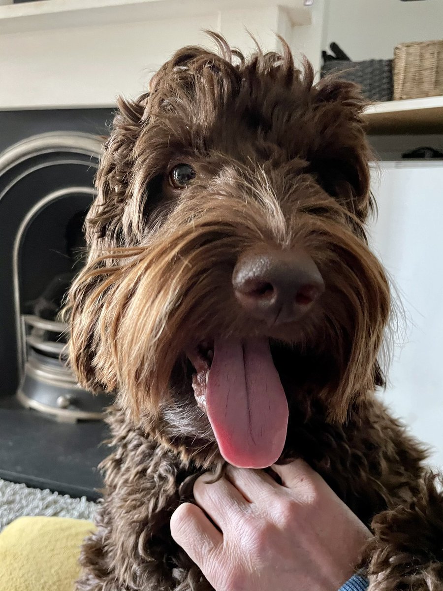 NeilOConnell's tweet image. Post-conference beers not what quite what it used to be. Beer &amp;amp; Company not bad though. Thanks @BritishPainSoc  for the invite #BPSASM2021