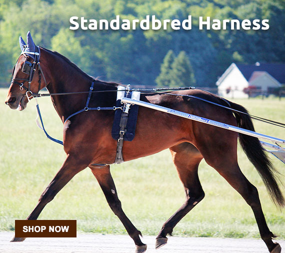 Flip: American Standardbred - good in a harness, calm, good-natured, adaptable