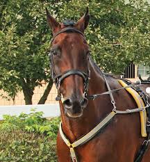 Flip: American Standardbred - good in a harness, calm, good-natured, adaptable