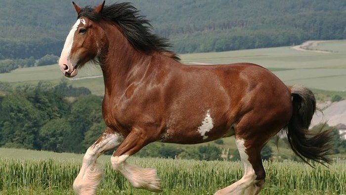 Clyde: Clydesdale - graceful, tall, long legs, docile OR Shire - known as a Gentle Giant, calm, easy-going, hard-working, glossy mane