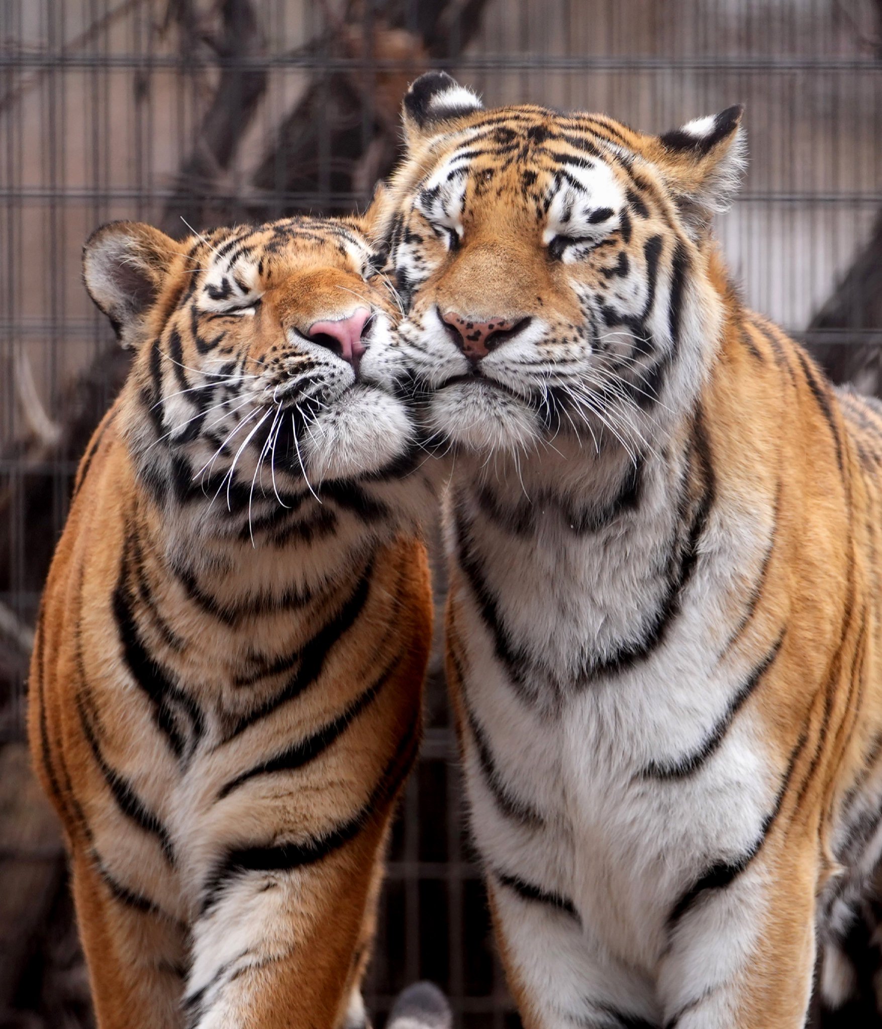 スピールフォーム　トラ　親子　虎 走るアムールトラ・シズカ親子（多摩動物公園2012）Siberian