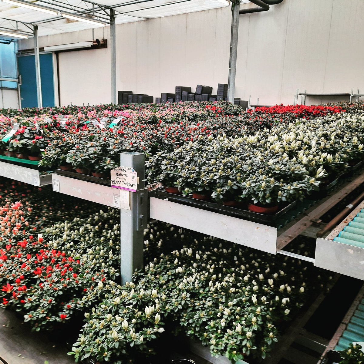 AZALEA | Deze week gaan onze laatste Azalea's van de tuin. Het seizoen zit er op. We starten week 35 weer met hele leuke dingen! Heb jij dit seizoen een mooie Azalea kunnen scoren? 

<a href="/Decorumcompany/">Decorum Company</a>

#Azalea #rhododendron #voortpotplanten #eindeseizoen🙋‍♀️