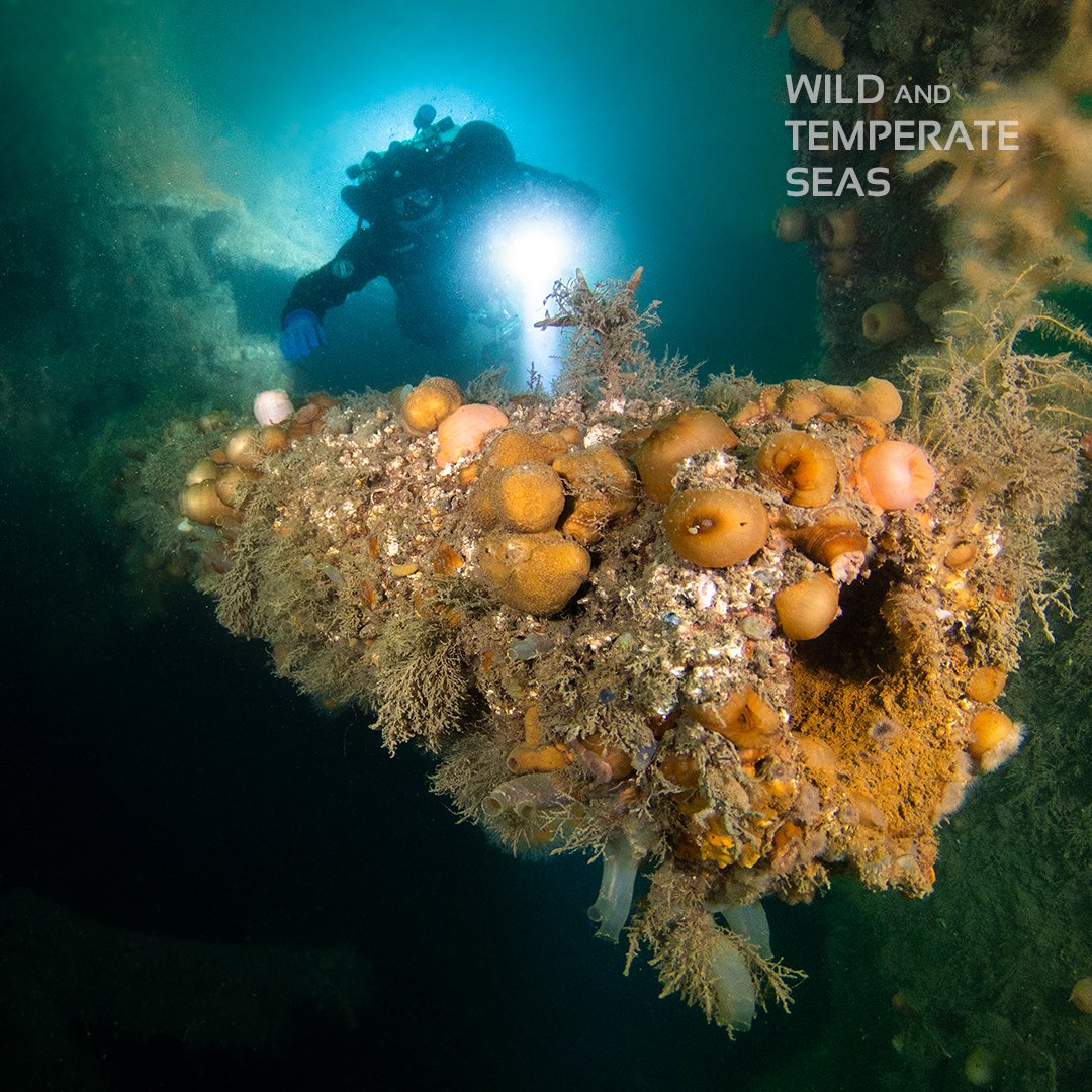 Fancy staring down the barrel of a World War I 5.9” breach-loading gun? Jason Brown takes us to SMS Cöln, Scapa Flow - one of the 50 Favourite UK Dives featured in Wild and Temperate Seas... Find out more at DivedUp.com
#wrecks #diving #scuba #scubadiving #UKdiving