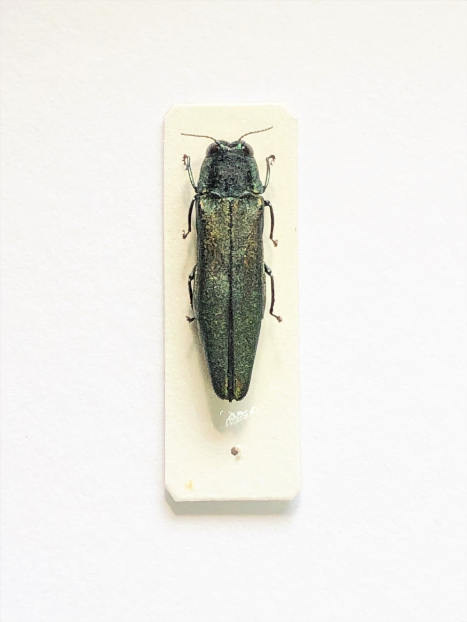 ベトナム産タマムシ ベトナムのタマムシ Buprestidae of VIETNAM - Insect Islands
