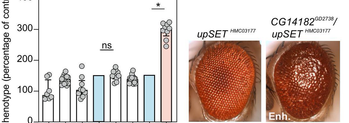 Penn State Eberly College of Science (@psuscience) on Twitter photo A new study led by Eberly researchers <a href="/girirajan16/">Santhosh Girirajan</a> and <a href="/lucilla_pizzo/">Lucilla Pizzo</a> shows how a genetic deletion linked to neurodevelopmental disorders could sensitize the genome such that mutations in other regions may interact with the deletion to exacerbate symptoms. buff.ly/3xuKL7g A new study led by Eberly researchers <a href="/girirajan16/">Santhosh Girirajan</a> and <a href="/lucilla_pizzo/">Lucilla Pizzo</a> shows how a genetic deletion linked to neurodevelopmental disorders could sensitize the genome such that mutations in other regions may interact with the deletion to exacerbate symptoms. buff.ly/3xuKL7g