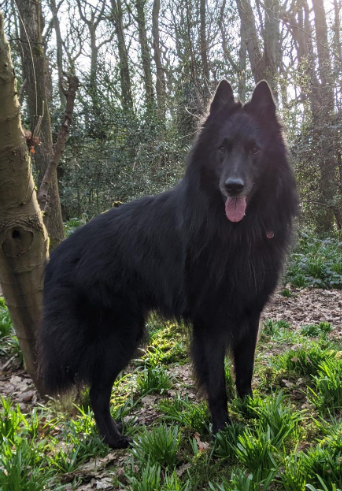 A big black dog is stood looking at the camera in a patch of grass within a forest.