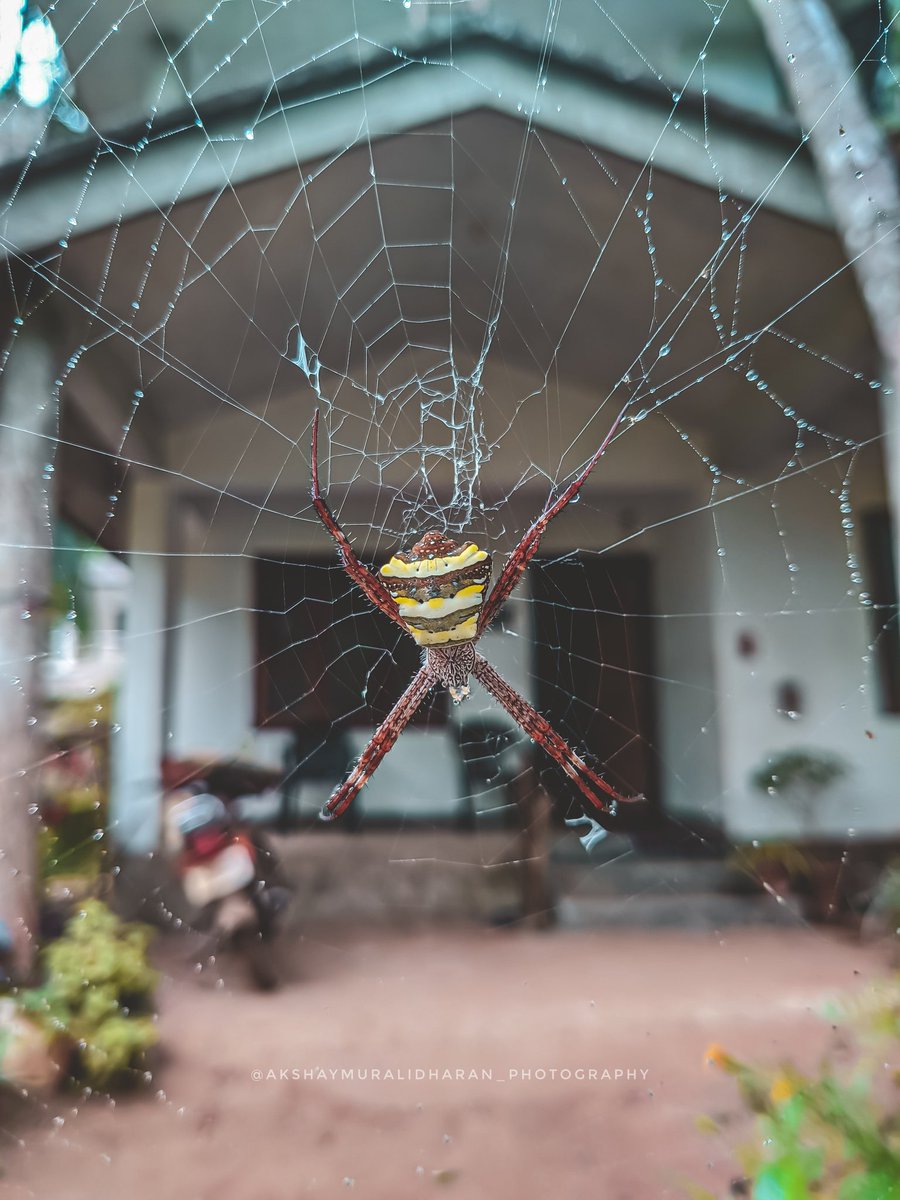 akshay_kichus's tweet photo. വീട് മുഴുവനായും വലയിട്ട് പിടിച്ചു

ShotOn : OnePlus 8T

#shotononeplus #naturephotography #nature #mobilephotography #ultrawide #oneplus8t #amp #akshaymuralidharan_photography @OnePlus_IN @oneplus @PeteLau https://t.co/yZVJ0TOdTw