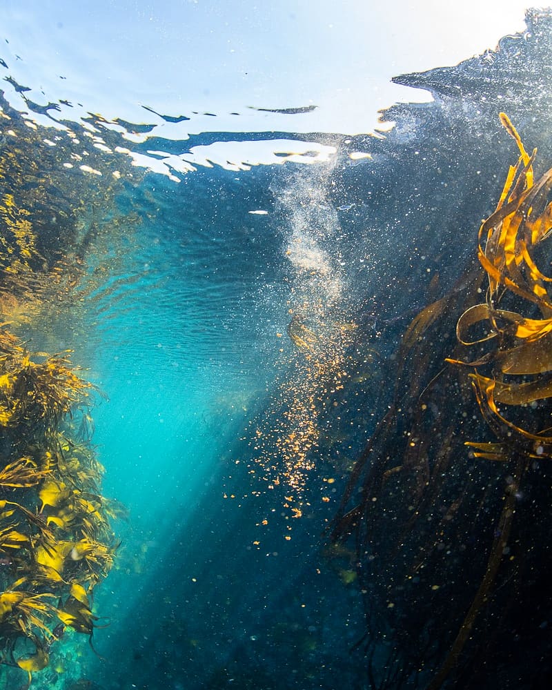 As I swam amongst the beautiful golden kelp, I became aware of something falling into the water just in front of me. I watched as the thing disintegrated into a beautiful shimmering column of golden glitter.  It was only later that I realised what it was. Bird shite. #nature