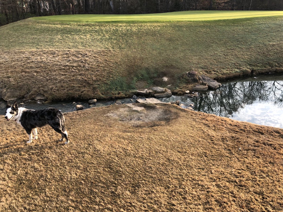 LongviewGCM's tweet photo. How it started and how it’s going... our project to correct an erosion problem in a high traffic area on hole #7 has been completed. This area will be roped off to all traffic until the new sod has time to establish. Please use land bridge to access the green. @LongviewGCM https://t.co/GO3fn8y985