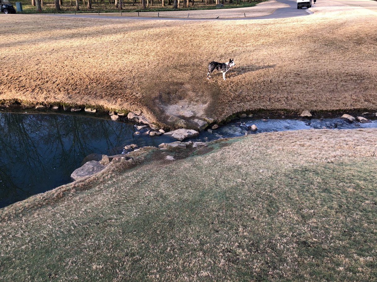LongviewGCM's tweet photo. How it started and how it’s going... our project to correct an erosion problem in a high traffic area on hole #7 has been completed. This area will be roped off to all traffic until the new sod has time to establish. Please use land bridge to access the green. @LongviewGCM https://t.co/GO3fn8y985