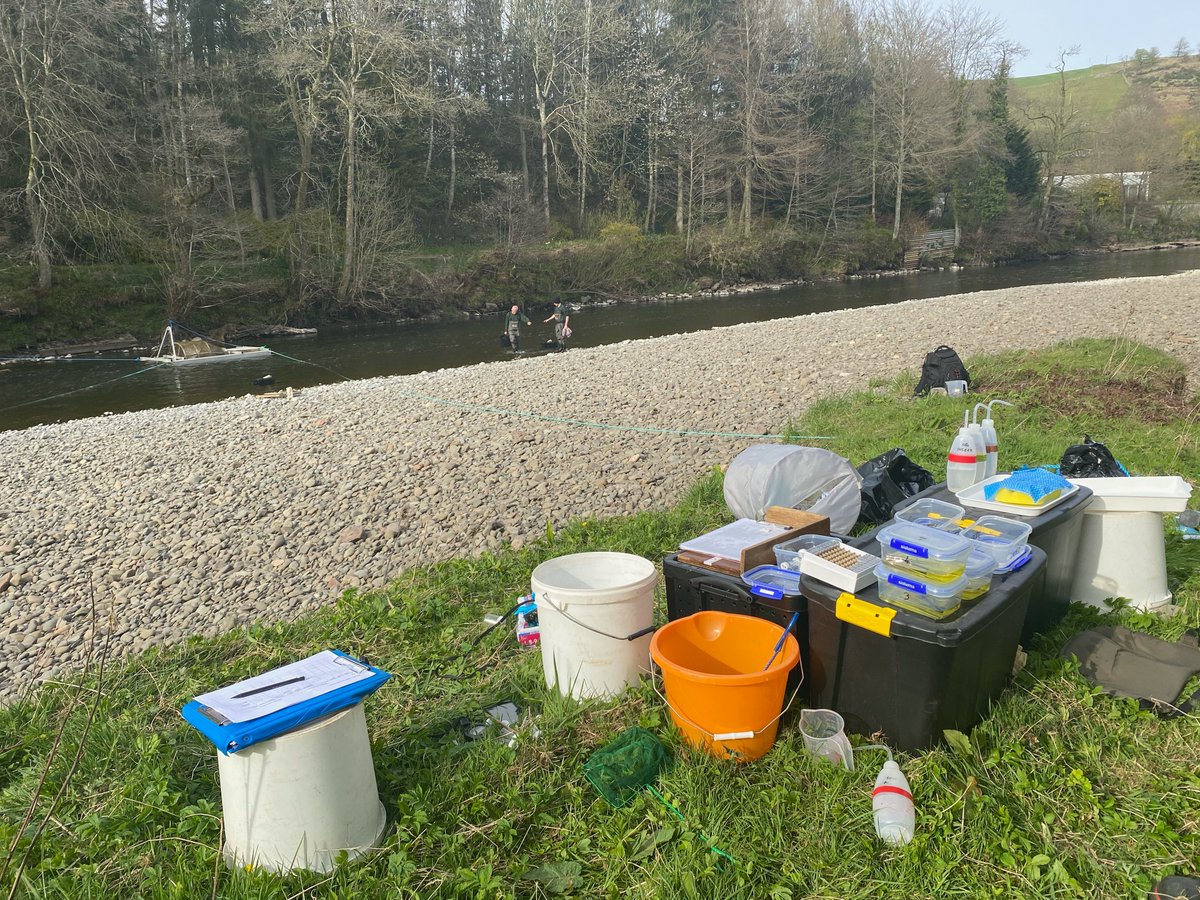 We have passed the milestone of 100 salmon smolts tagged!

We hope to finish our tagging soon and begin to view our initial results. 

We will keep you posted!

#nithsmolttrackingproject 
#missingsalmonproject

@DGCEmpowerment
 
@HolywoodTrust
 
@AST_Salmon
 
@SalmonAlliance