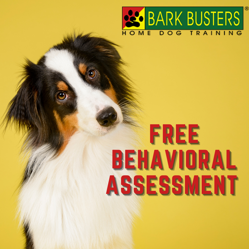 Bark Busters Home Dog Training Greater LA (barkbusterla) Twitter