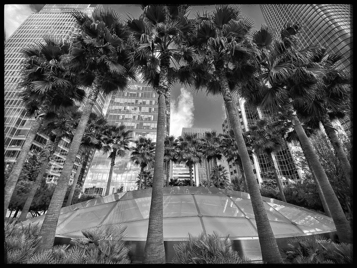 groovaddict's tweet photo. #TransitCenterPark #blackandwhitephotography #palmTrees https://t.co/PgRzX5lsM8