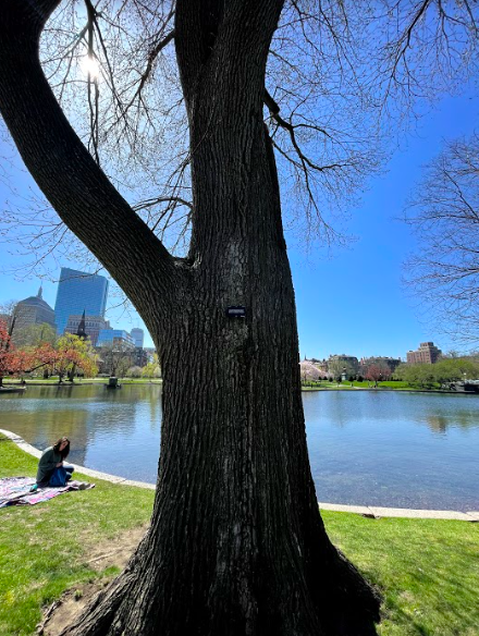 BostonParksDept's tweet photo. #DidYouKnow: Tomorrow is Arbor Day?! 

🌳 Do you have a favorite tree in the @CityOfBoston? 

🌳 Post a picture and we will re-share throughout the day tomorrow. 

#TreesInTheCity #ArborDay #UrbanForest https://t.co/QXMrRpnJqV