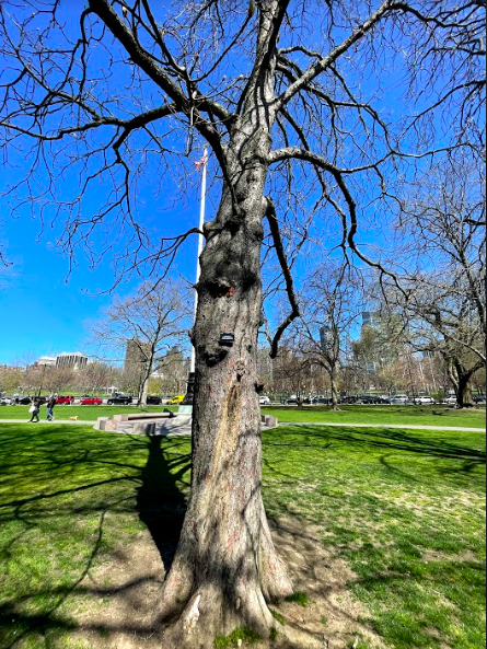 BostonParksDept's tweet photo. #DidYouKnow: Tomorrow is Arbor Day?! 

🌳 Do you have a favorite tree in the @CityOfBoston? 

🌳 Post a picture and we will re-share throughout the day tomorrow. 

#TreesInTheCity #ArborDay #UrbanForest https://t.co/QXMrRpnJqV