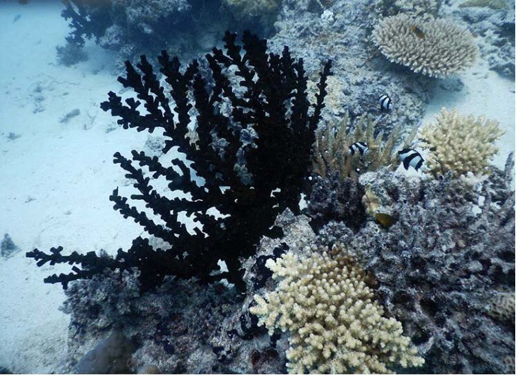 coreyreese20's tweet photo. This image, from https://t.co/XgjZf6HGXX, shows Fiji’s coral after severe damage. This is a result of our changing climate and human encroachment on natural resources. This induced food instability to greatly increase in countries. #CUinThelab #climatechange https://t.co/ZCWH5ukMPp