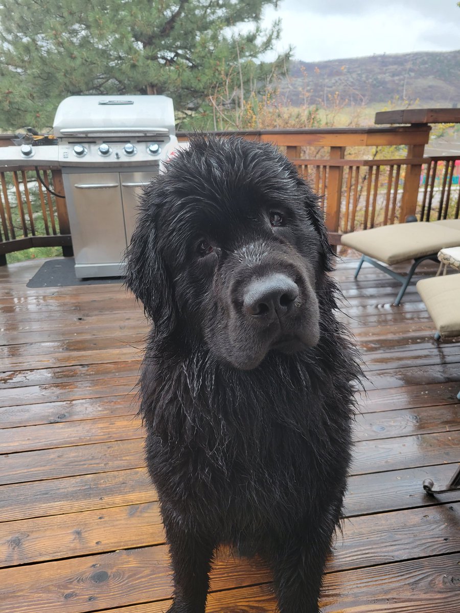 gary_mattes's tweet image. #BuschCTOcontest Pickles loves the rain and would be a great Cheif Tasting Officer. &quot;Entry&quot;