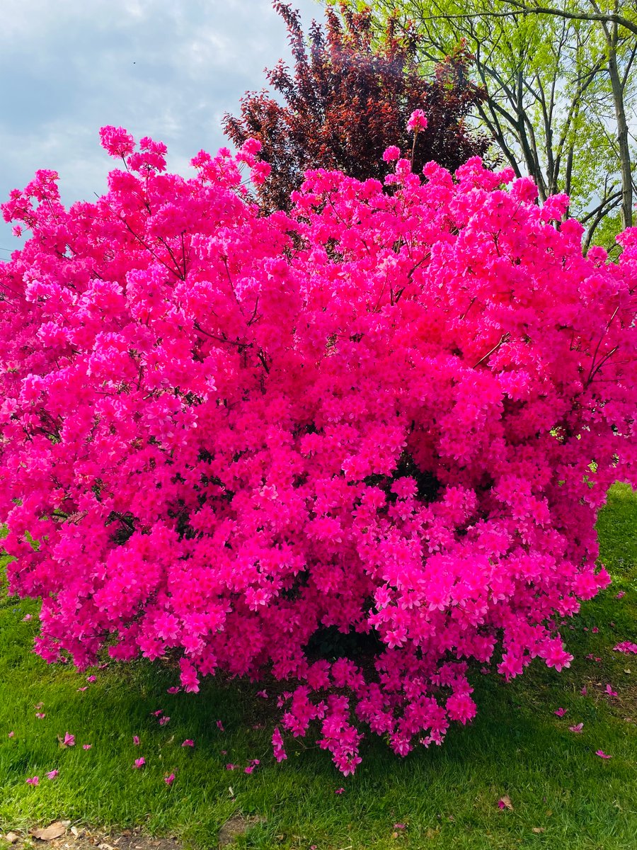 Азалия Садовая морозостойкая многолетняя