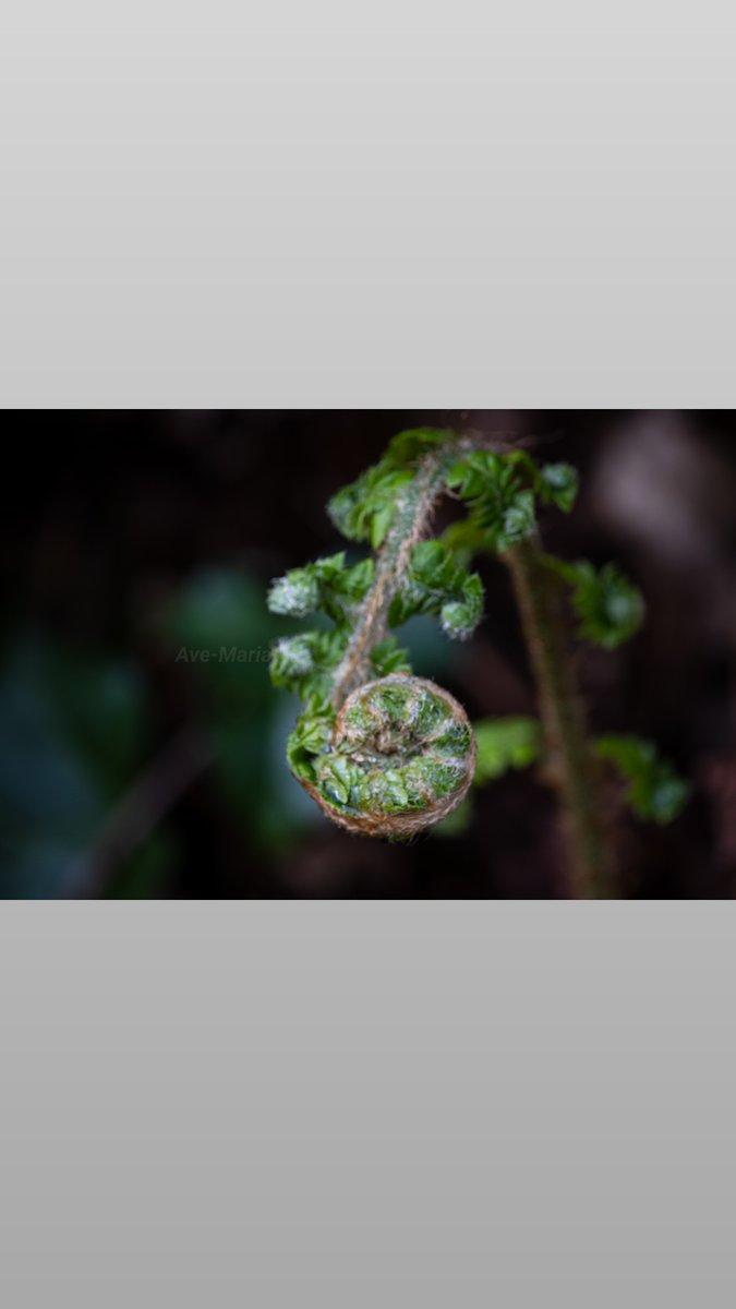 AveMari15391589's tweet image. Opening up Fern leaf #spring #fernleaf #green #newleaf #growing #NaturePhotography