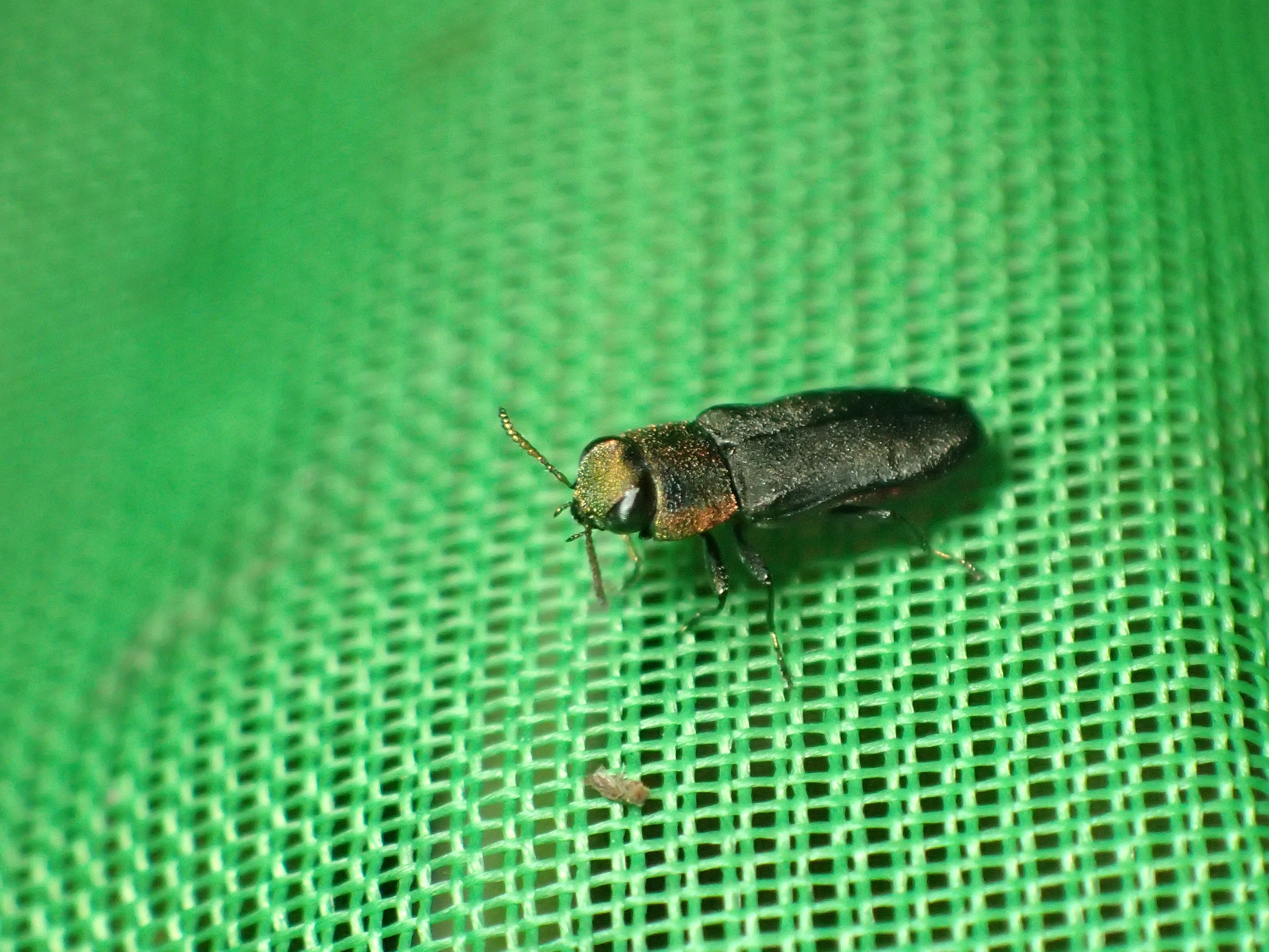 外産タマムシ Buprestidae of the World - Insect Islands 〜南