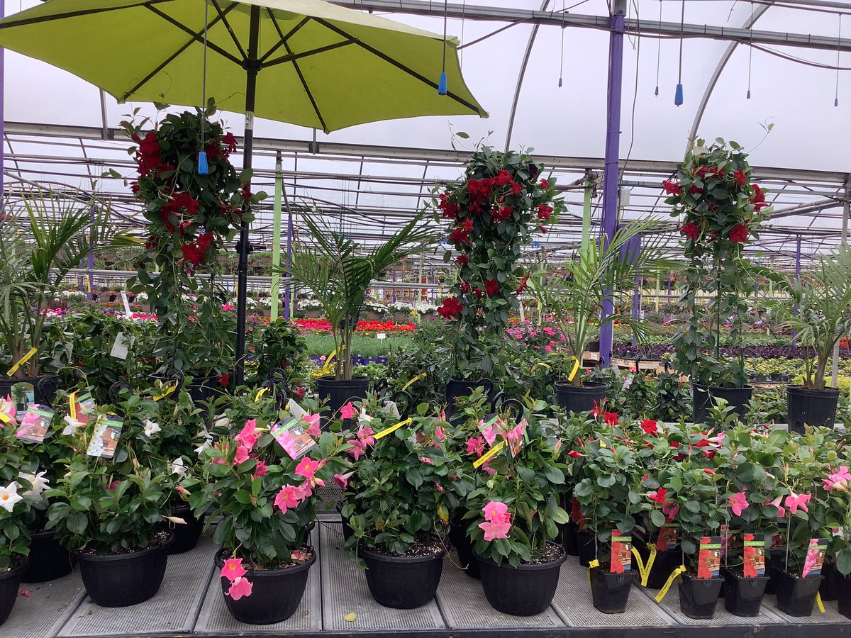 Greenwaybloom Greenwaybloom Twitter