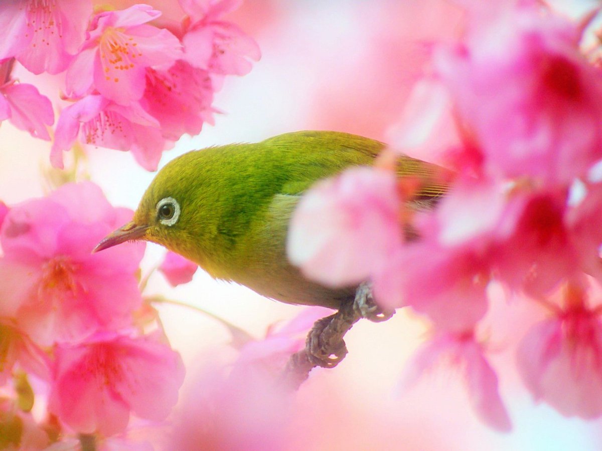 Розово зеленые обои. Весенние птички. Розовая птица. Фон птицы.