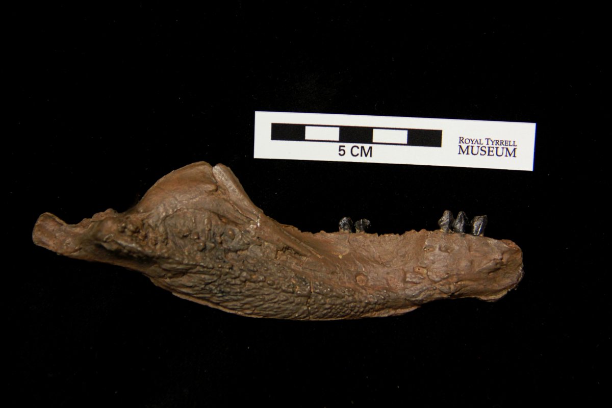 RoyalTyrrell's tweet photo. This small jaw was collected from Dinosaur Provincial Park, Alberta. Which dinosaur does it belong to? #RTMPFossilChallenge https://t.co/VVPglhwGHG