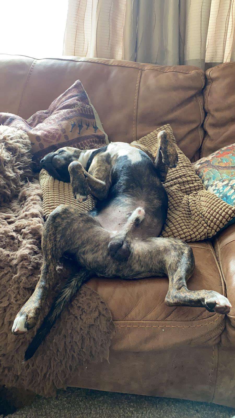 Lisa. on X: Anyone interested in dog porn? 😂 t.coxtsM8jx0dM  X