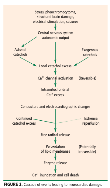 5/Perhaps there is nothing in med more fascinating than the brain-cardiac connection mediated by the autonomic nervous system beautifully elucidated by  @BWHNeurologyneurologist extraordinaire Marty Samuels in his paper “The Voodoo Death Revisited”