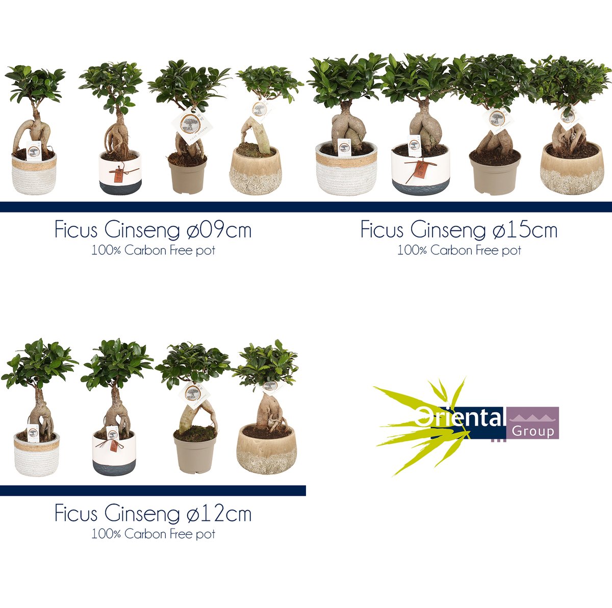 Onze Ficus Ginseng potmaat 9-12-15 centimeter zijn weer volop beschikbaar. Al onze Ficus Ginseng zijn gekweekt in 100% Carbon Free potten.

The branches are many, the root is one.
#carbonfree #duurzaam #beschikbaar #Ficus #ginseng
