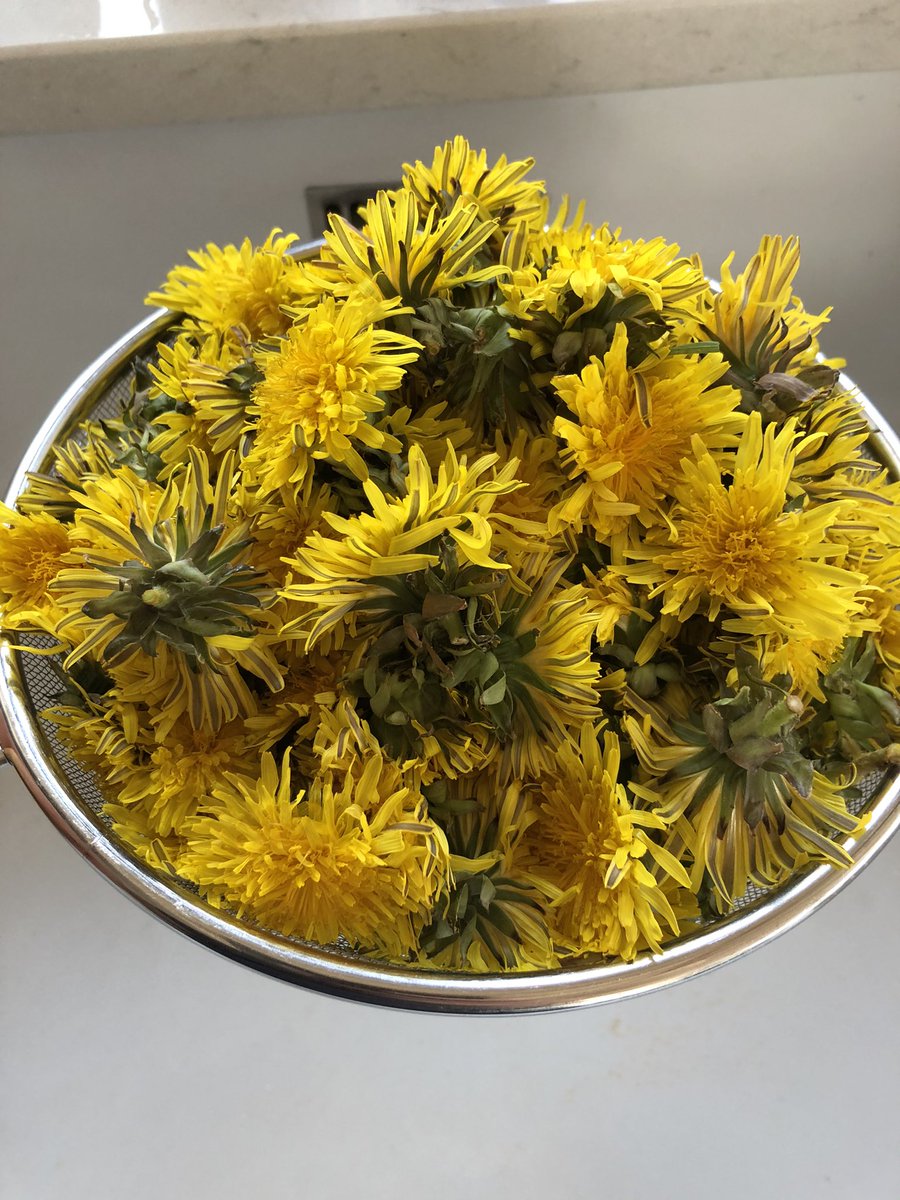 Step one of dandelion honey 🍯 #allotment #dandelionhoney #forage