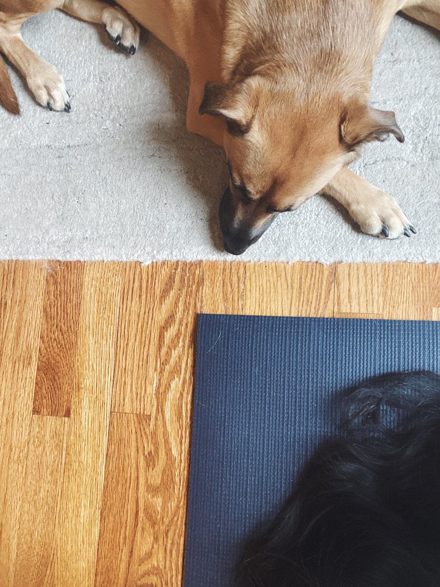 angelacorpus's tweet photo. Is there a word for that feeling when your dog moves their nap location to be next to whatever you’re doing? https://t.co/18R2Nh3gz7