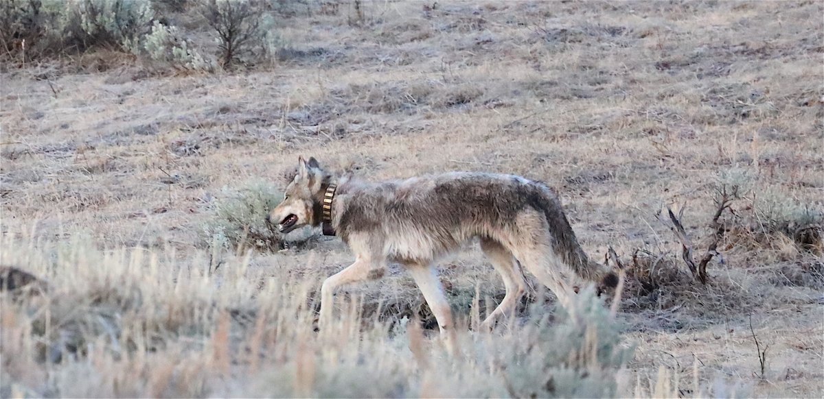 AltYelloNatPark's tweet image. This beautiful wolf came trotting past as I was out this morning.