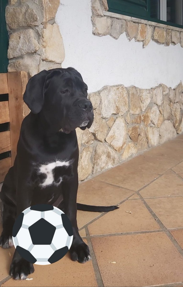 nexcanecorso's tweet photo. https://t.co/gZCzwgBA9W