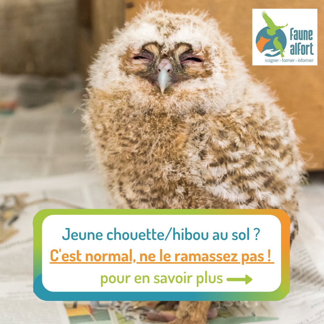 FauneAlfort's tweet photo. Au cours de ces deux dernieres semaines, #FauneAlfort a reçu de la part de découvreurs diverses espèces de #juvéniles : des portées de merles, de mésanges, de jeunes pies, ou encore cette chouette hulotte tout juste arrivée hier. 🦉 https://t.co/IgMF4mCHVG