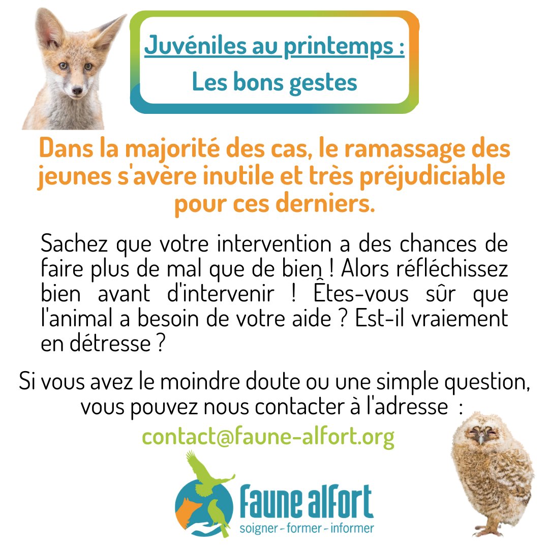 FauneAlfort's tweet photo. Au cours de ces deux dernieres semaines, #FauneAlfort a reçu de la part de découvreurs diverses espèces de #juvéniles : des portées de merles, de mésanges, de jeunes pies, ou encore cette chouette hulotte tout juste arrivée hier. 🦉 https://t.co/IgMF4mCHVG
