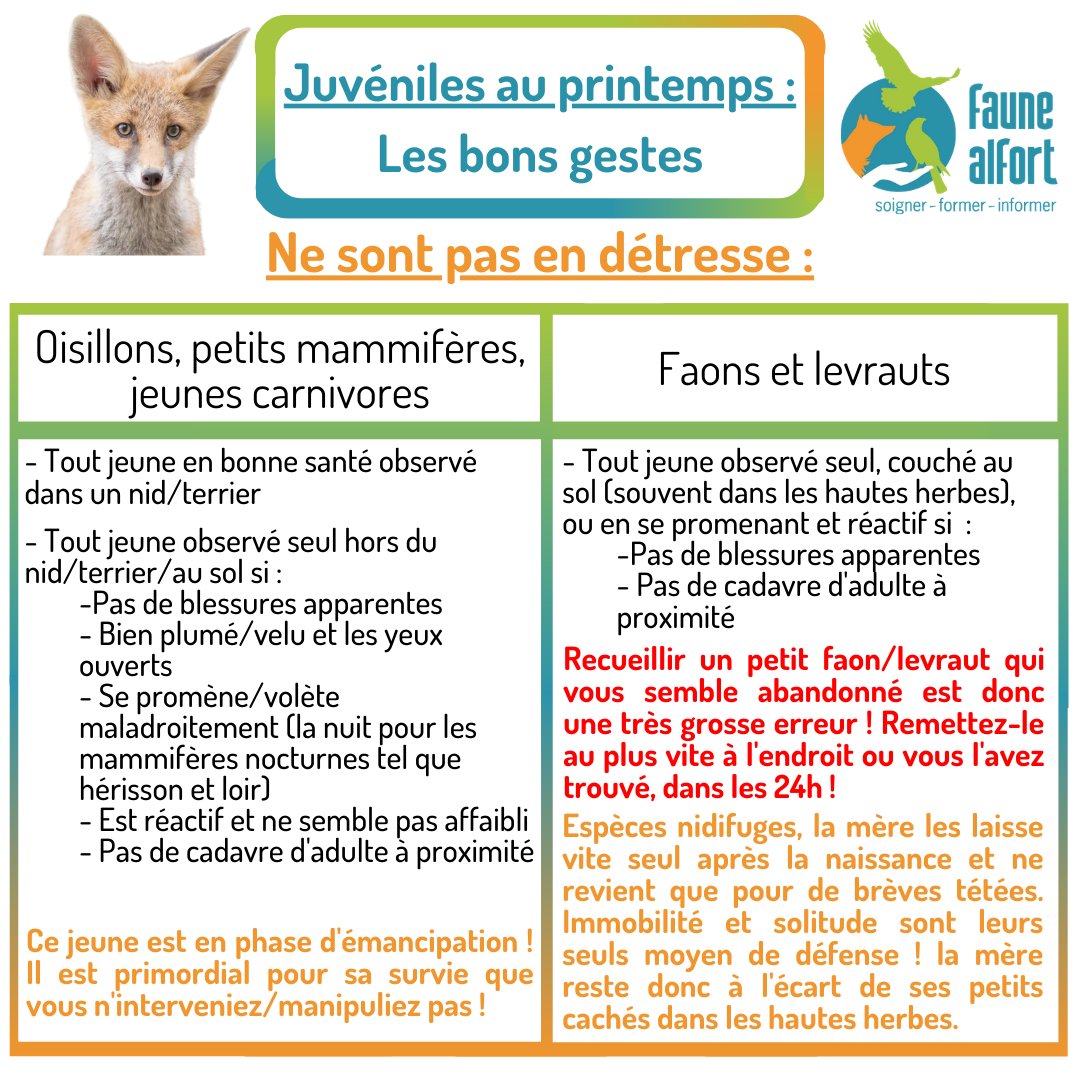 FauneAlfort's tweet photo. Au cours de ces deux dernieres semaines, #FauneAlfort a reçu de la part de découvreurs diverses espèces de #juvéniles : des portées de merles, de mésanges, de jeunes pies, ou encore cette chouette hulotte tout juste arrivée hier. 🦉 https://t.co/IgMF4mCHVG