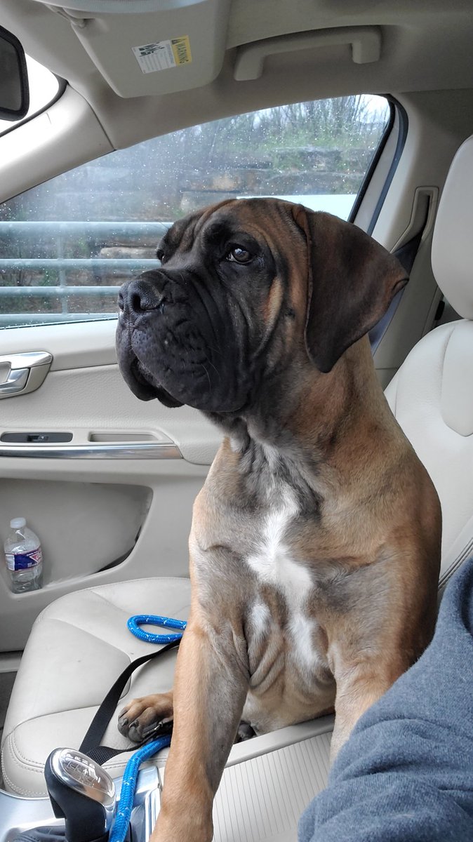 la_mitche's tweet photo. Vet visit today. At 4 1/2 months old, Simba weighs 63 lbs. I'm gonna need a bigger vehicle! https://t.co/j0OPk7k01l