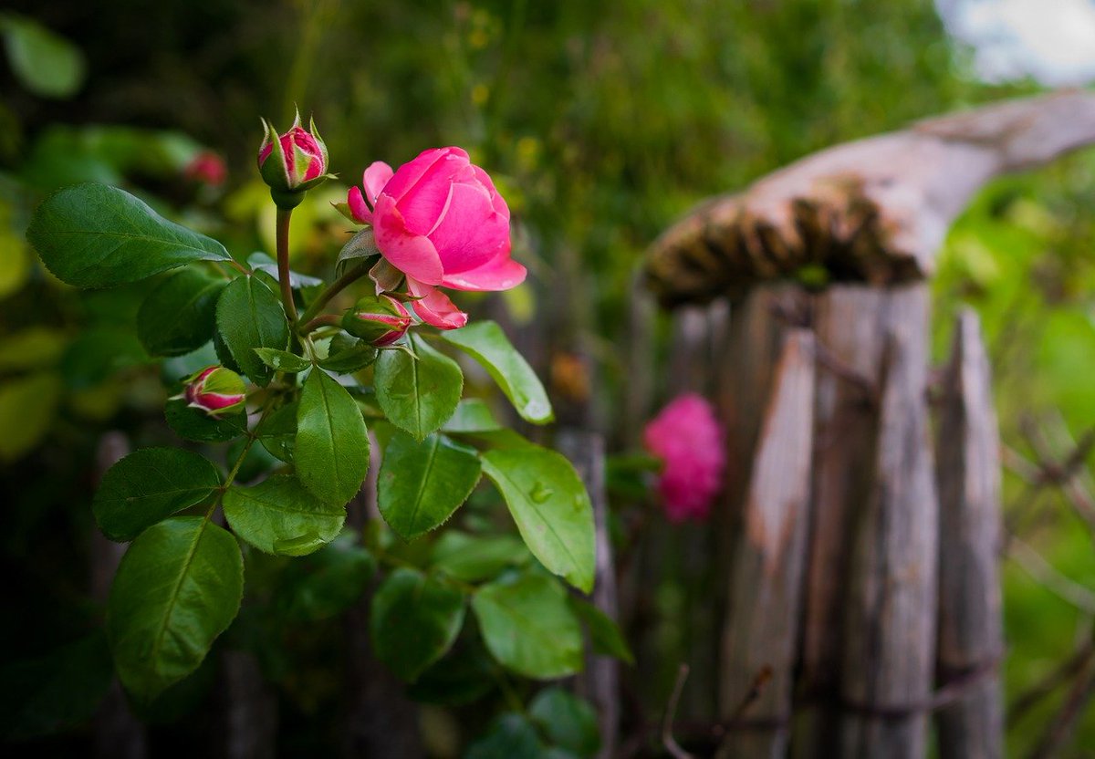 illuminate_ya's tweet photo. What are your goals for this summer? 🌸✨
#writerscorner #writerscommunity #writerlifestyle #summergoals https://t.co/kK0P6AWVQh