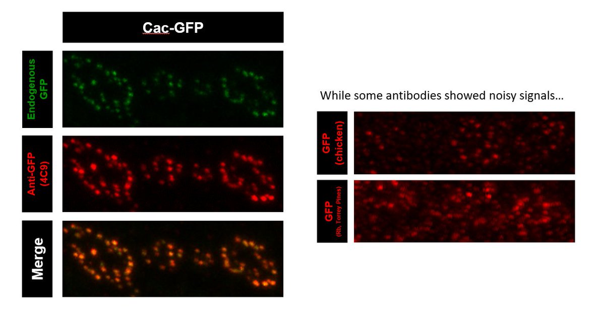 Results time! While some of the last round winners failed this time, a previously neglected mouse monoclonal turns out to be amazing! 4C9 antibody shows clear puncta structures, low background and great colocalization with endogenous GFP signals!
