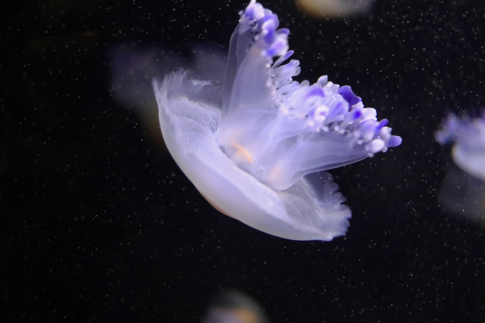 ぴゅん 水族館系youtuber 目玉焼きみたいなクラゲがいた 加茂水族館 コティロリーザツベルクラータ T Co Kqznwhvyo3 Twitter